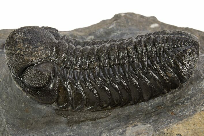 Detailed Austerops Trilobite - Ofaten, Morocco #326003